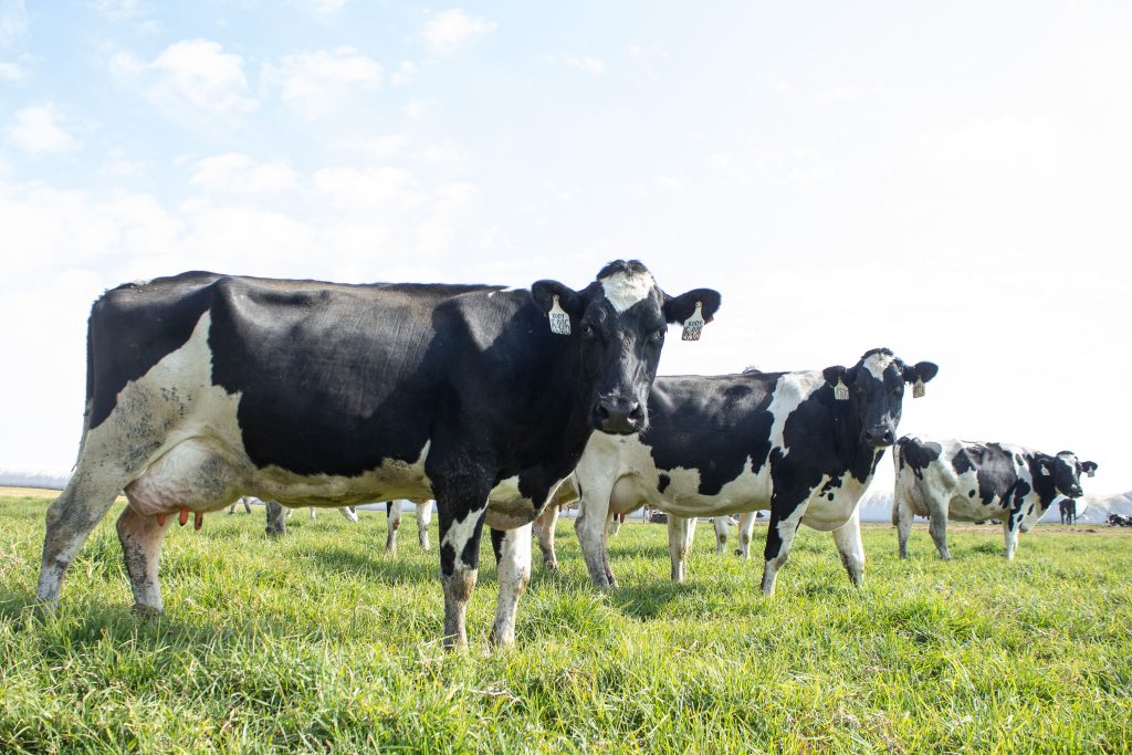 Extended lactations in dairy cows