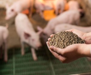 Nutritional interventions to manage E.coli challenges during swine nursery period