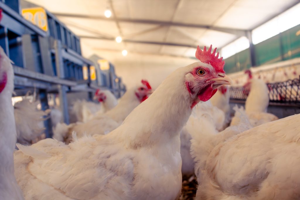 Bio-security on a poultry farm